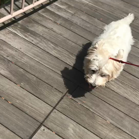 ♪お散歩動画♪お台場海浜公園♪の画像