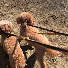 ♪お散歩動画♪代々木公園♪の画像