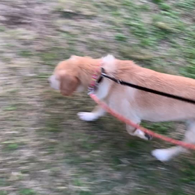 10月27日10わんこと1時間30分遠足　代々木公園の画像