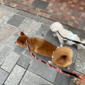 2月26日11わんこと2時間遠足　代々木公園表参道の画像