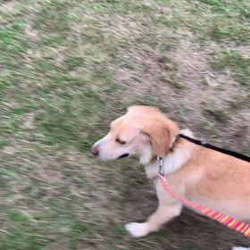 10月14日10わんこと2時間遠足　代々木公園表参道の画像