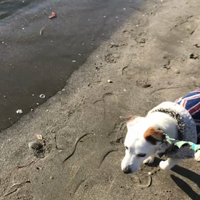 ♪お散歩動画♪お台場海浜公園♪の画像