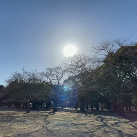 3月3日13わんこと2時間遠足　代々木公園表参道の画像