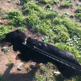 ♪お散歩動画♪代々木公園♪の画像