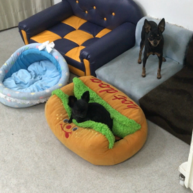 ♪プレイルーム動画♪②の画像