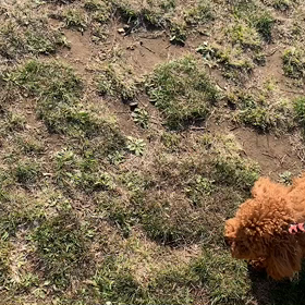 4月4日10わんこと1時間遠足  代々木公園の画像