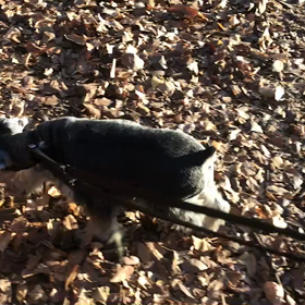 ♪お散歩動画♪代々木公園♪の画像