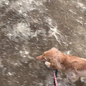 1月5日10わんこと2時間遠足　代々木公園表参道の画像