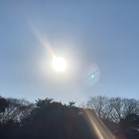 1月3日12わんこと2時間遠足　代々木公園表参道の画像