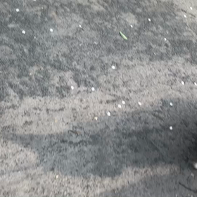 ４月3日7わんこと1時間30分散歩　　新宿の画像