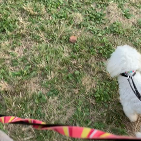 10月21日13わんこと2時間遠足　代々木公園表参道の画像