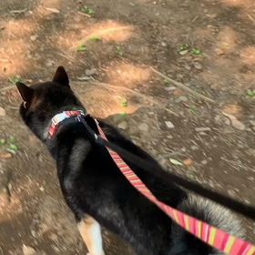 6月20日11わんこと1時間遠足  代々木公園の画像