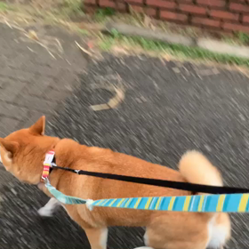 10月15日13わんこと2時間遠足　代々木公園表参道の画像