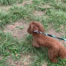 10月7日13わんこと2 時間遠足　代々木公園表参道の画像