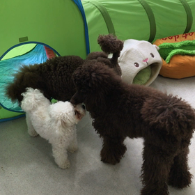 ♪プレイルーム動画♪②の画像