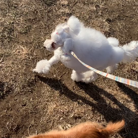 1月10日12わんこと2時間遠足　代々木公園表参道の画像