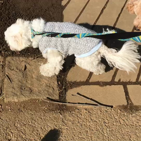 ♪お散歩動画♪代々木公園♪の画像
