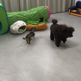 ♪プレイルーム動画♪の画像