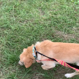 ９月29日9わんこと1時間30分遠足　代々木公園表参道の画像