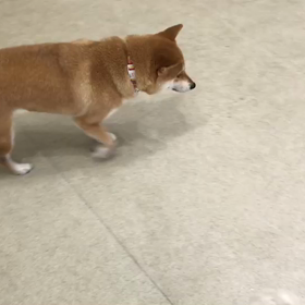 ♪プレイルーム動画♪の画像