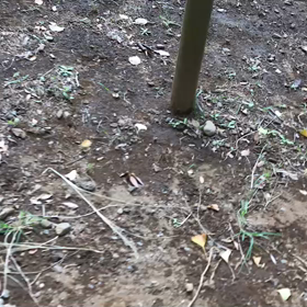 ♪お散歩動画♪代々木公園♪の画像