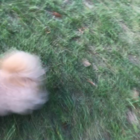 ♪お散歩動画♪代々木公園♪の画像