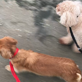 ♪お散歩動画♪お台場海浜公園♪の画像