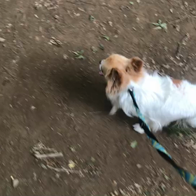 ♪お散歩動画♪代々木公園♪の画像