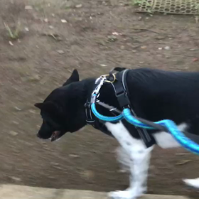 ♪お散歩動画♪代々木公園♪の画像
