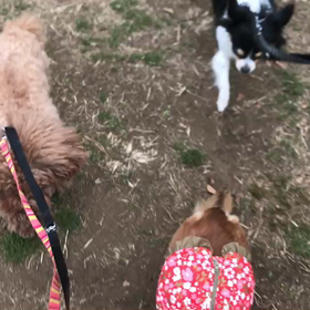 ♪お散歩動画♪代々木公園♪の画像