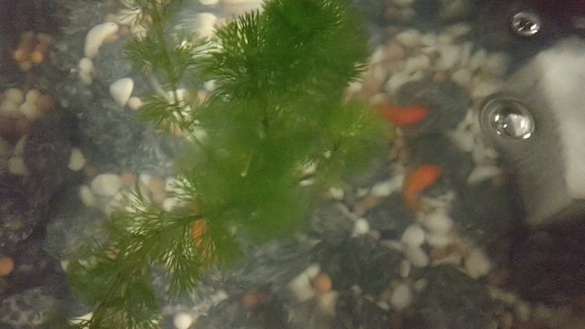 金魚 ♥️保護♥️の記事動画