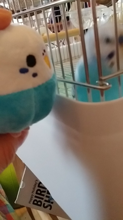 インコ、ラムネ君。の記事動画