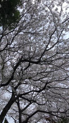 桜のアーチと新年度の記事動画