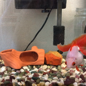 うちの金魚転覆病ですか？の画像
