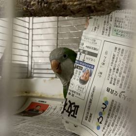 おしゃべりの画像