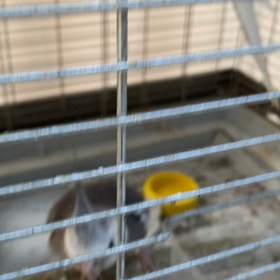 オカメインコの画像