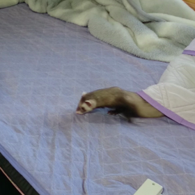 きつねっの画像