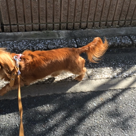 めずらしく。。の画像