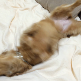 何回観ても笑えるの画像