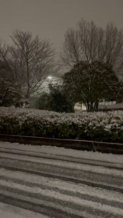 大雪警報ですってよの記事動画