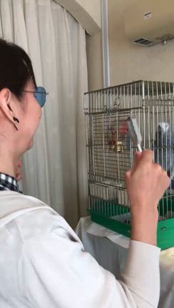 インコに遊んでもらう（オウムじゃないよヨウムだよ）の記事動画