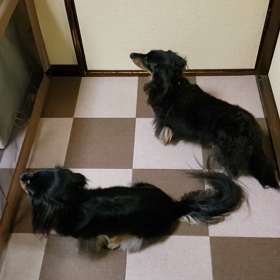 パパさん～(´(ェ)`)ﾜﾝｯの画像