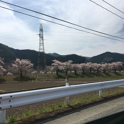 車からお花見の記事動画