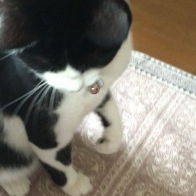 とってこ〜いの画像