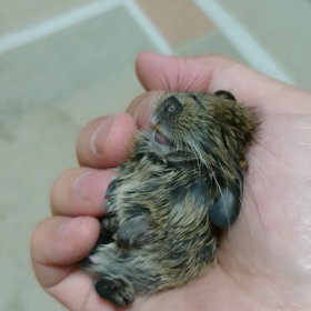 かわいいデグー爆睡(笑)の画像
