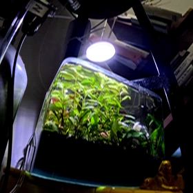 aquarium tankの画像