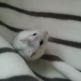 Cotton┐('～`;)┌の画像