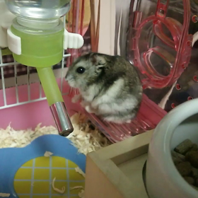 chipたん(*''艸3`):;*｡ ﾌﾟﾌﾟｯの画像