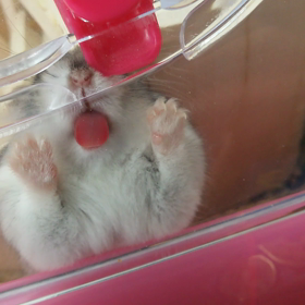 ぺろぺろ.+.(♥´ω`♥)ﾟ+.ﾟの画像