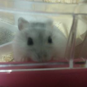 Cotton❤の画像